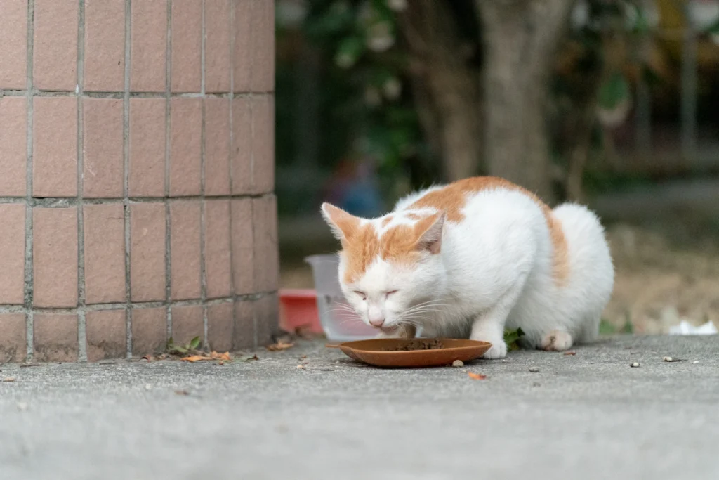 Chi accudisce una colonia felina non risponde delle deiezioni dei gatti: la Cassazione fa chiarezza