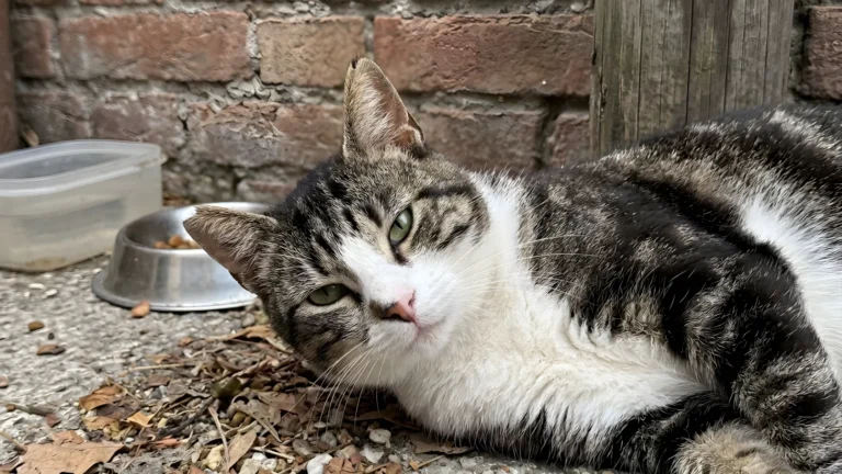 Gatto di colonia dal manto tigrato e bianco sdraiato accanto a una ciotola di crocchette contro un muro di mattoni