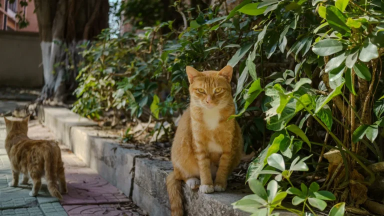 Due gatti rossi liberi su un cordolo accanto a una siepe, in un cortile alberato