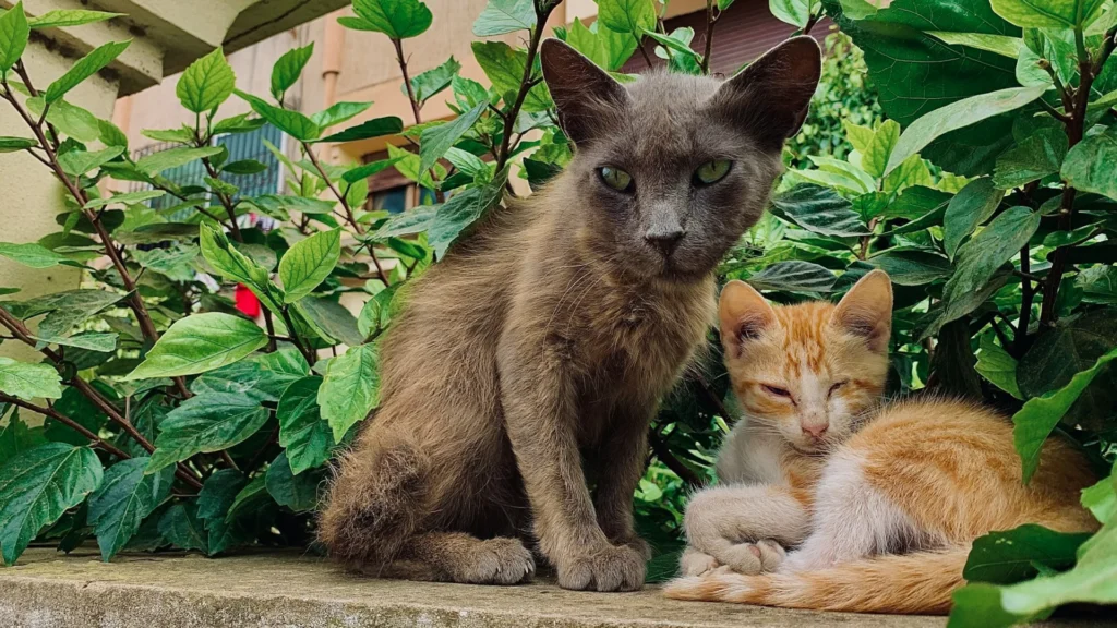 Una gatta grigia seduta accanto a un gattino rosso acciambellato, su un muretto fra i cespugli di un cortile