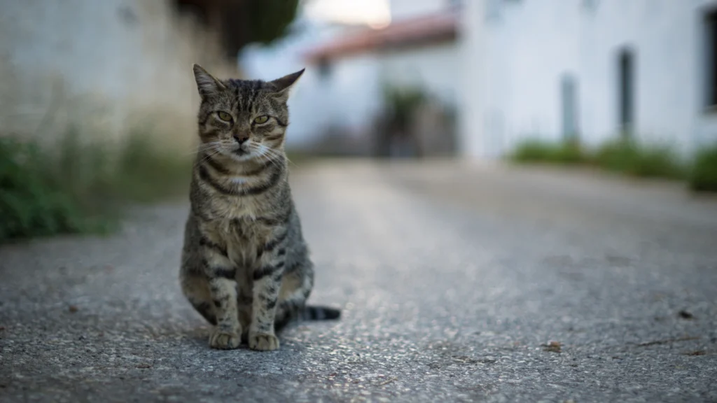Gatto libero che guarda in camera