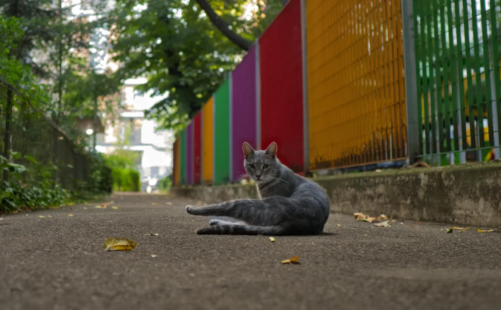 Commissione randagismo Puglia: chi ne fa parte e cosa può fare per i gatti