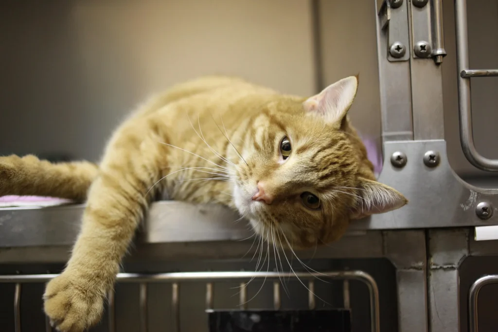 Gatto in degenza presso un ambulatorio veterinario