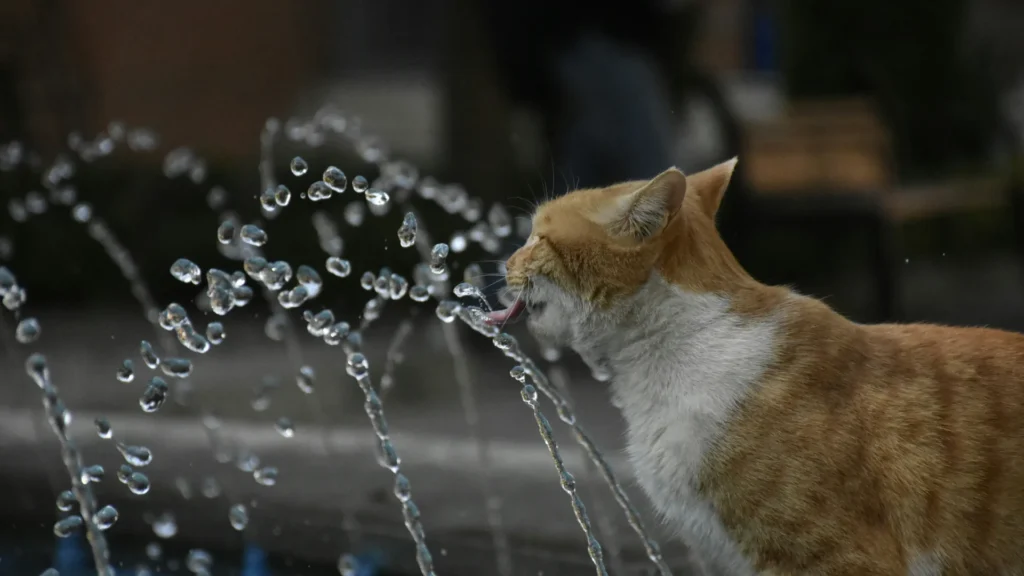 Gatto rosso e bianco beve dagli zampilli di una fontana pubblica in una giornata di caldo intenso
