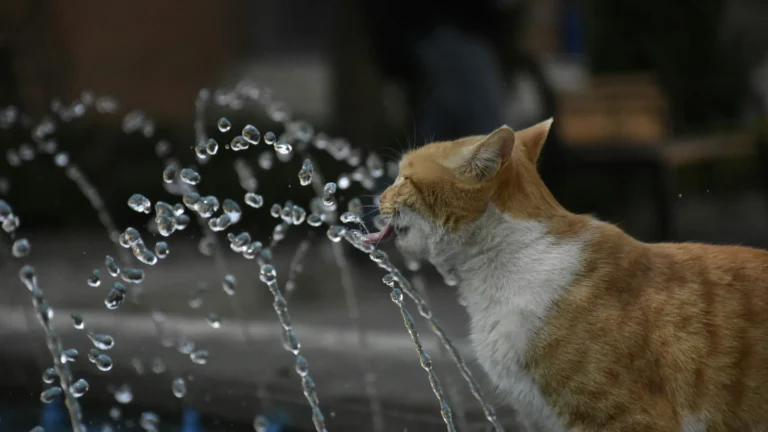 Gatto rosso e bianco beve dagli zampilli di una fontana pubblica in una giornata di caldo intenso