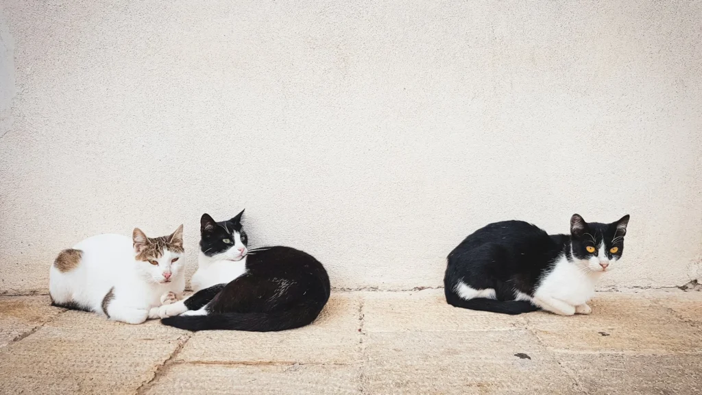 Tre gatti liberi accovacciati sul selciato davanti a un muro bianco