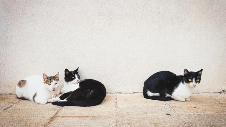Tre gatti liberi accovacciati sul selciato davanti a un muro bianco